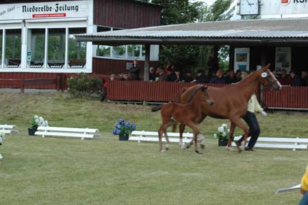 Fohelnschau Dobrock, 12.06.09 002